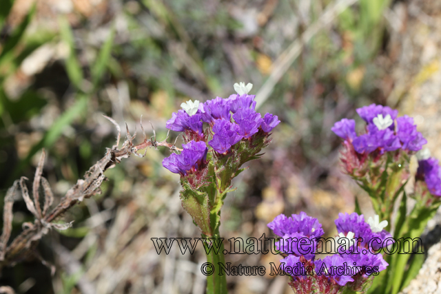 Limonium sinuatum