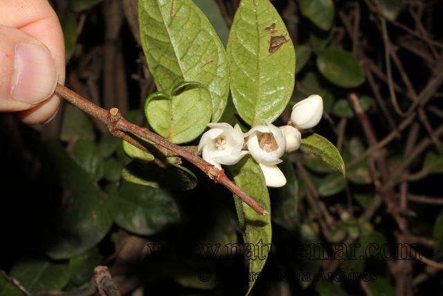 Elytropus chilensis (A.DC.) Muell.-Arg