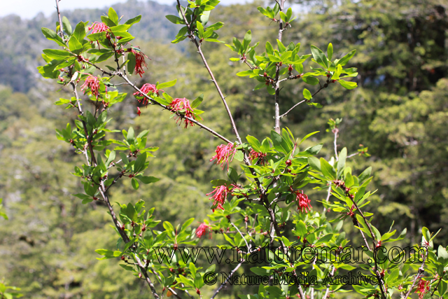 Embothrium coccineum