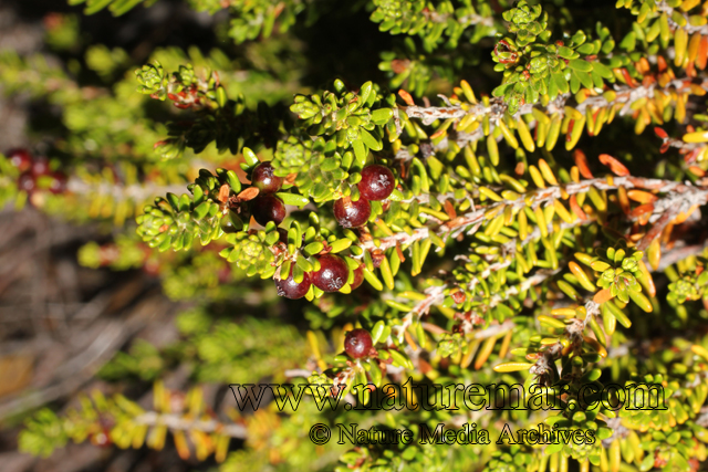 Empetrum rubrum