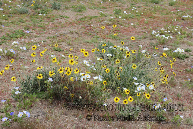 Encelia canescens