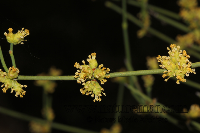 Ephedra chilensis