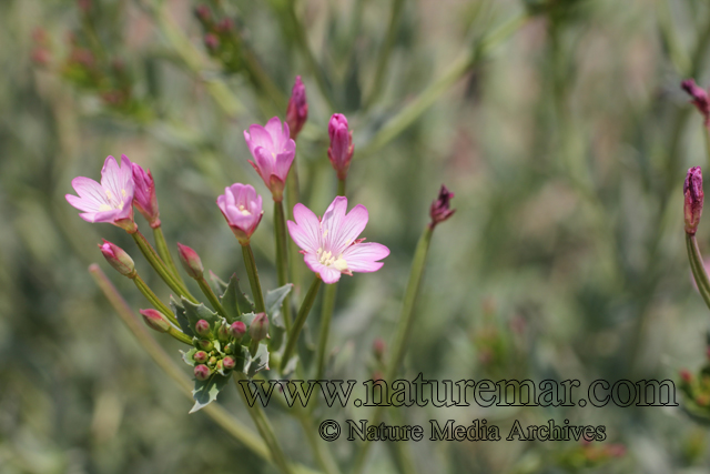 Epilobium glaucum Phil.