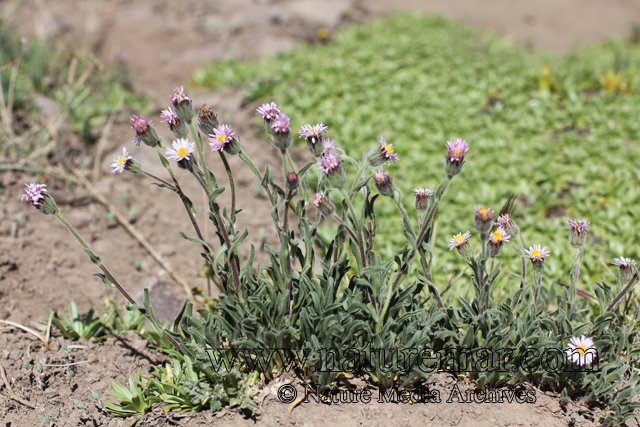 Erigeron andicola DC