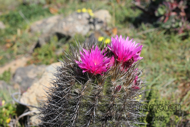 Eriosyce chilensis