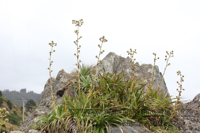 Eryngium paniculatum