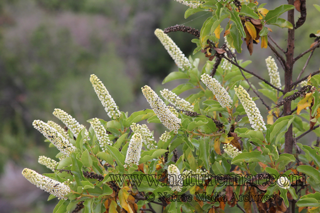 escallonia pulverulenta