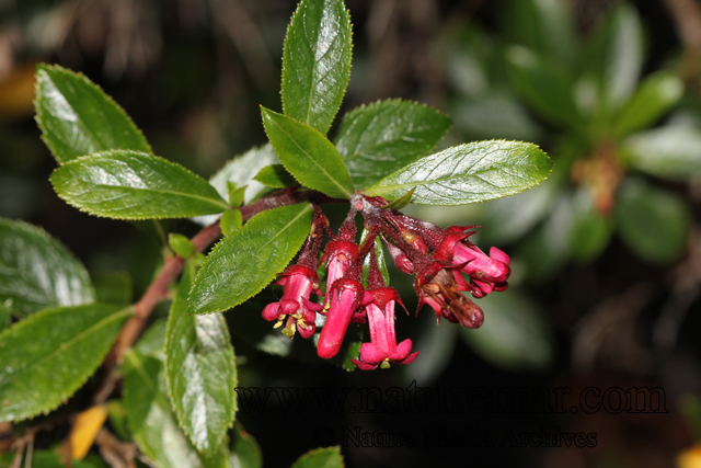 Escallonia rubra