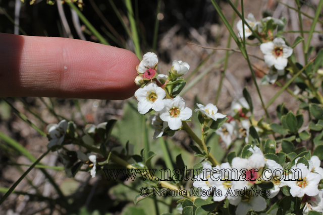 Escallonia virgata