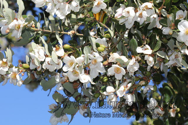 Eucryphia cordifolia