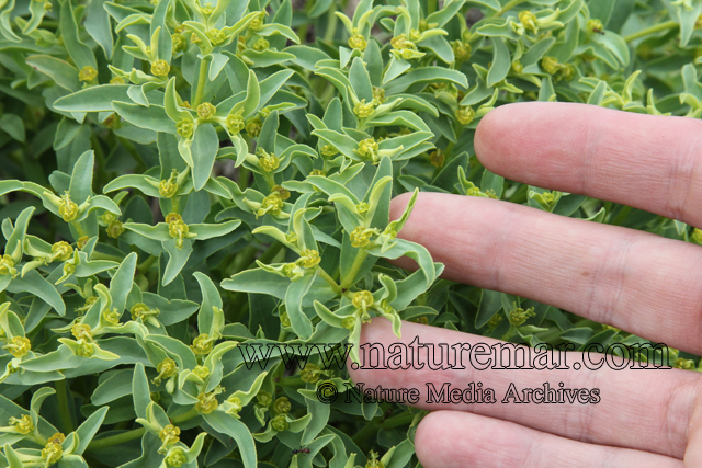 Euphorbia collina