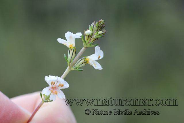 Euphrasia flavicans