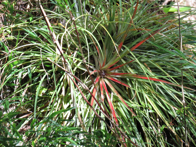 Fascicularia bicolor