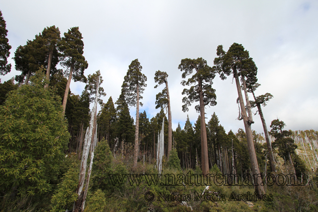 Fitzroya cupressoides