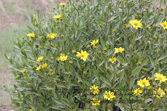 Flourensia thurifera