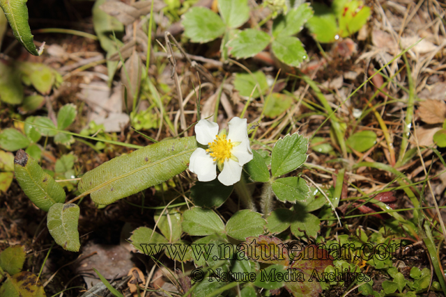 Fragaria chiloensis