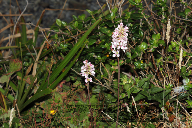 Francoa appendiculata