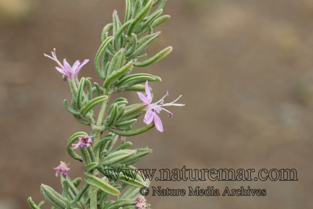 Frankenia salina