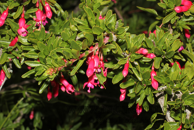 Fuchsia lycioides