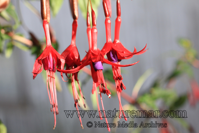 Fuchsia magellanica