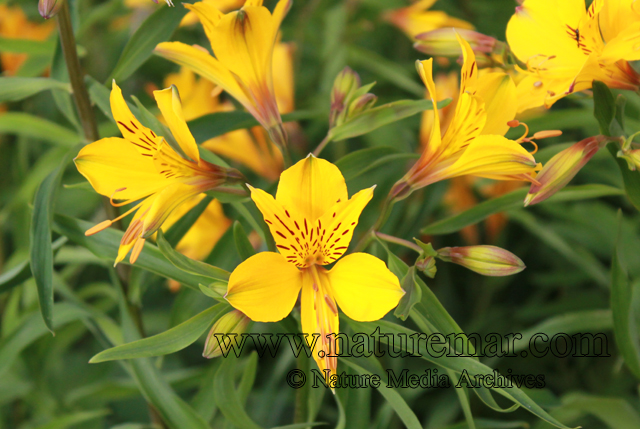 Alstroemeria aurea Graham