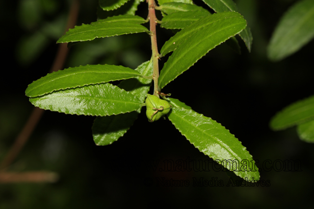 Adenopeltis serrata (W.Aiton) I.M.Johnst.