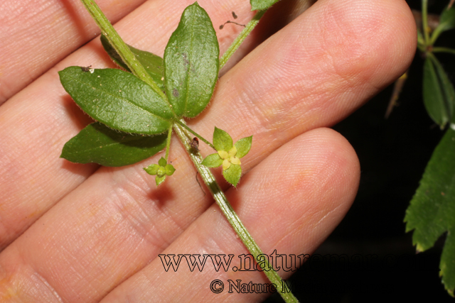 Galium hypocarpium