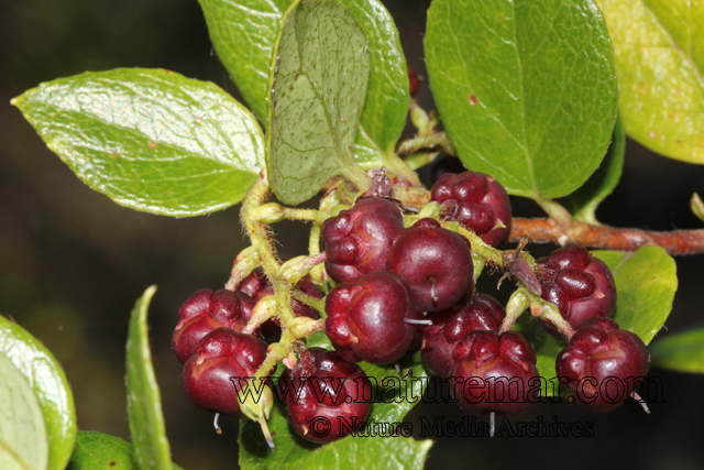 Gaultheria insana