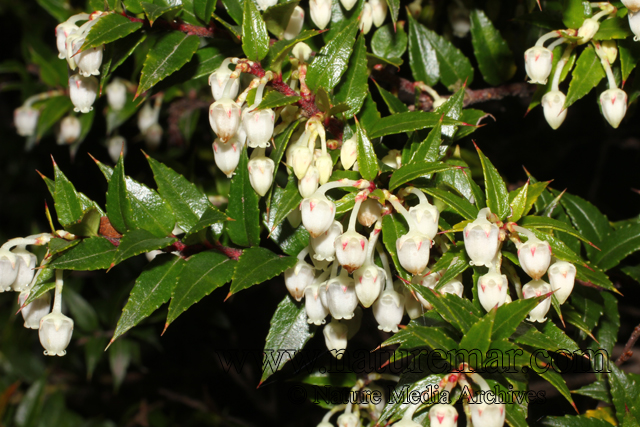 Gaultheria phillyreifolia