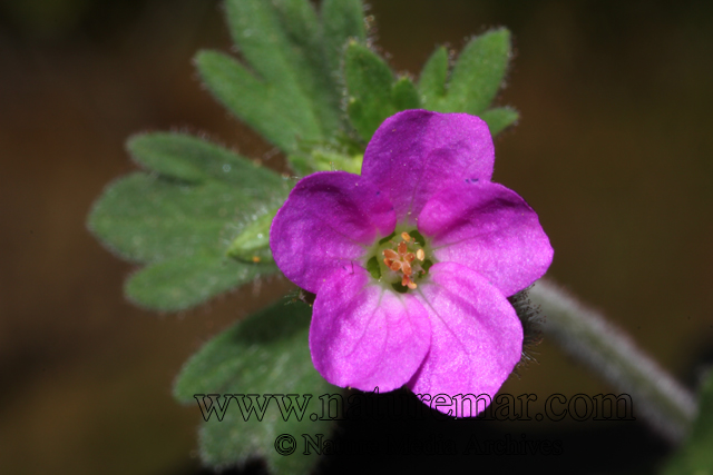 Geranium berterianum