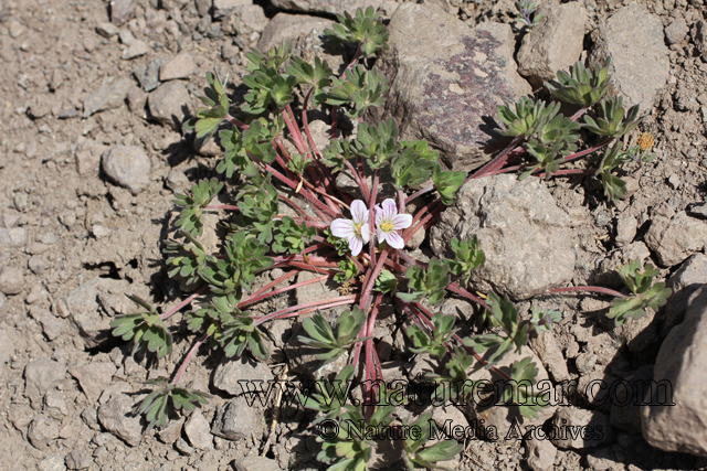 Geranium sessiliflorum