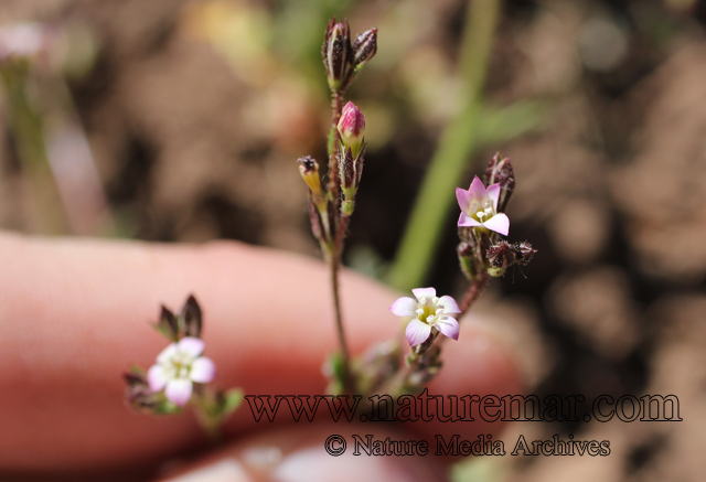 Gilia laciniata