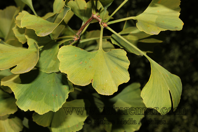 Ginkgoaceae