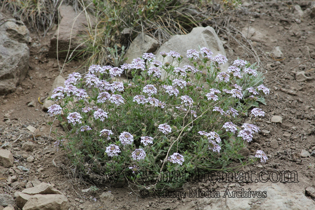 Glandularia laciniata