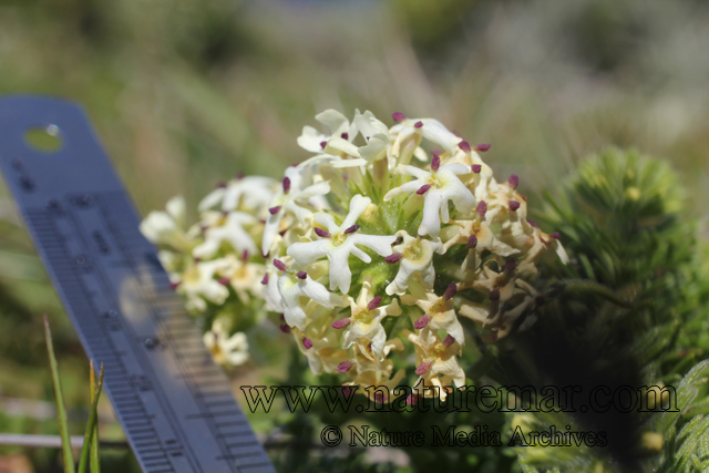 Glandularia porrigens