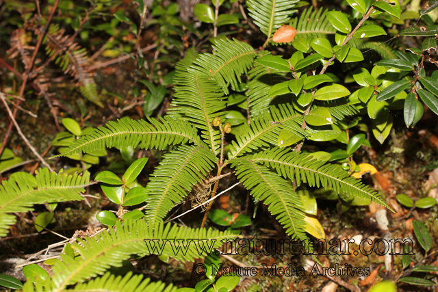 Gleichenia quadripartita