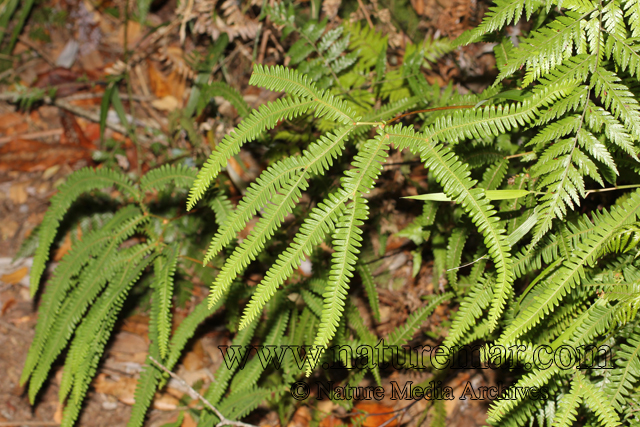 Gleichenia squamulosa (Desvaux) T. Moore