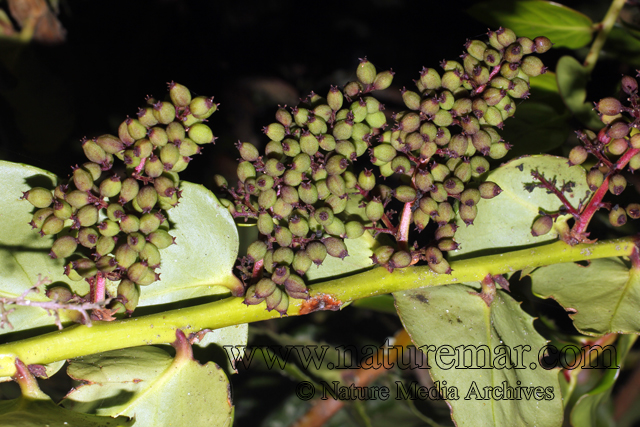 Grissellinia scandens