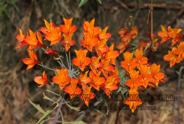 Alstroemeria ligtu ssp. simsii