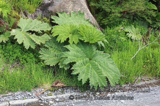 Gunnera tinctoria