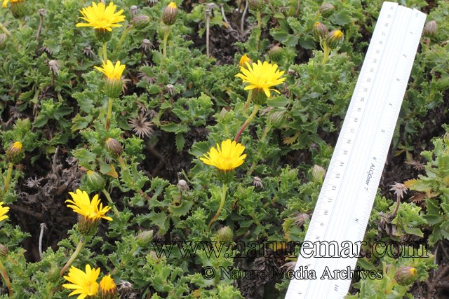 Haplopappus foliosus