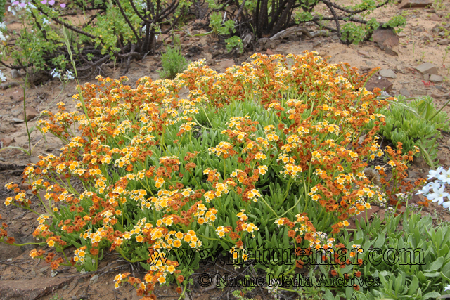 Heliotropium stenophyllum