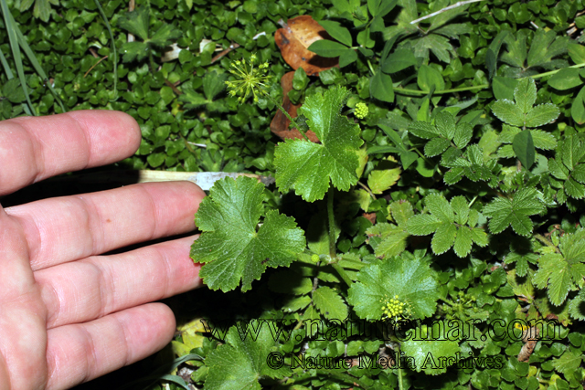 Hydrocotyle poeppigii