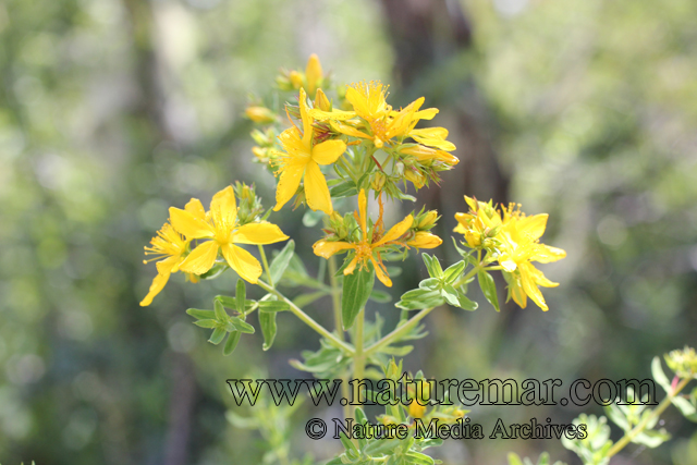 Hypericum calycinum