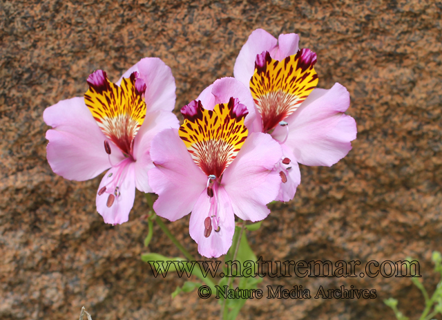 Alstroemeria magnifica