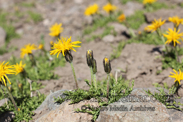 Hypochaeris tenuifolia