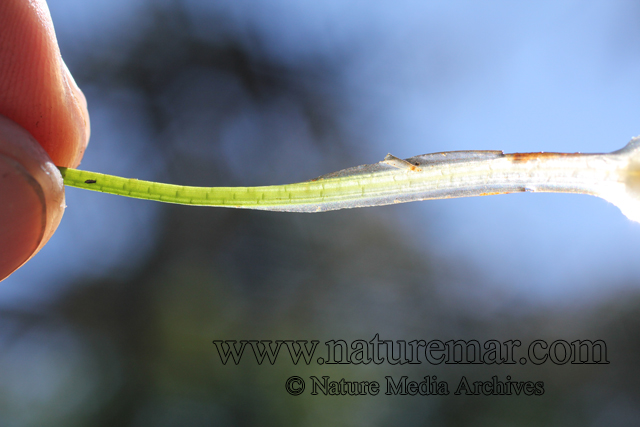 Isoetes araucaniana