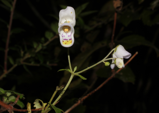 Jovellana punctata