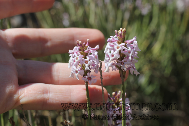 Junellia scoparia