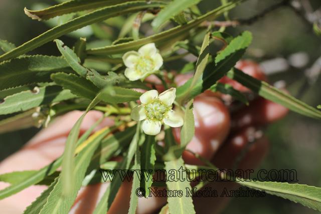 Kageneckia angustifolia